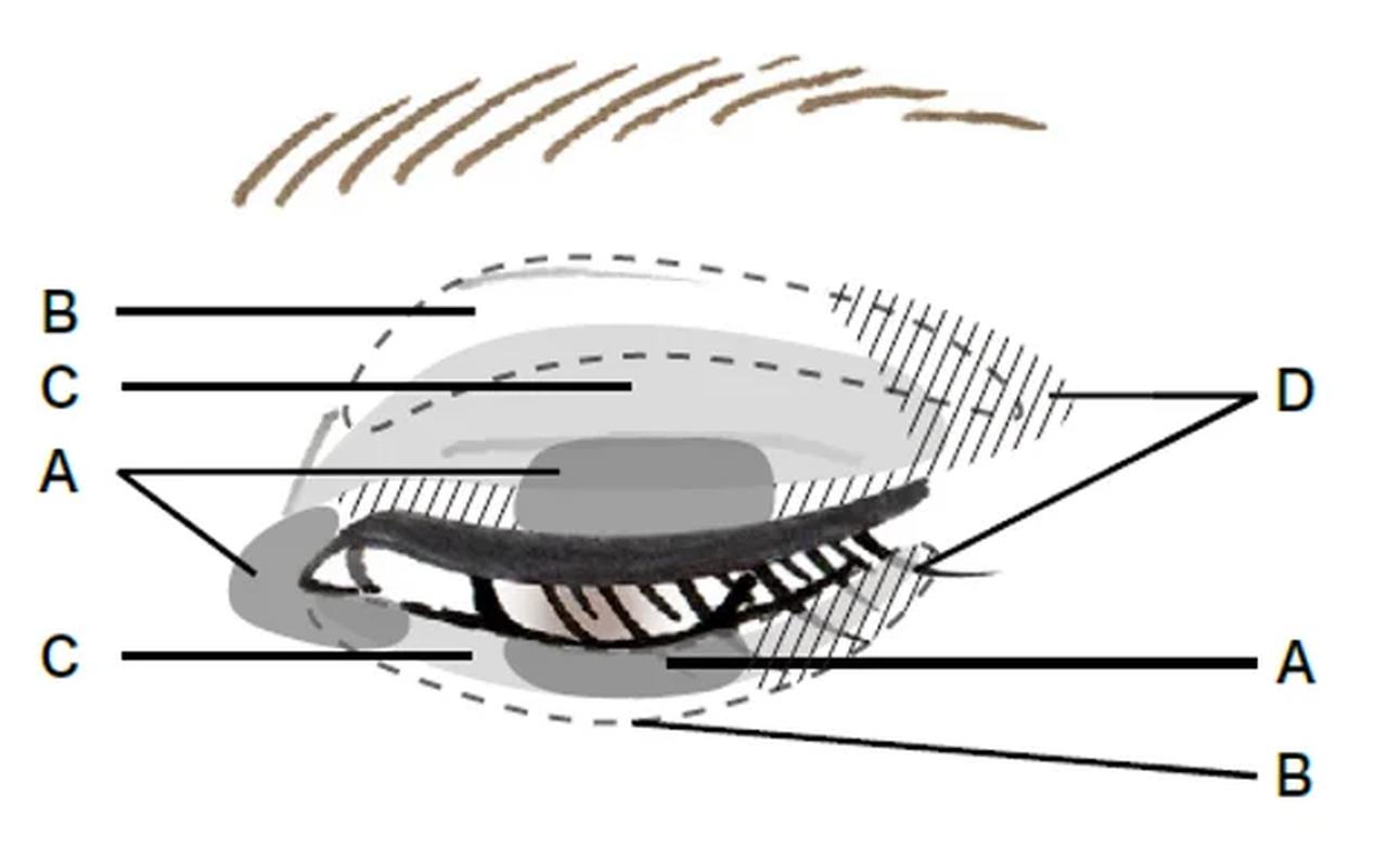 画像: 1:Cをアイホールと下まぶたに目のキワをあけて太チップで入れます。 2:Bを上まぶたのCと肌との境目をぼかすようにブラシで入れ、下まぶたにも入れます。 3:Dを上まぶたの目のキワに中央をあけて細チップで入れ、目尻側3分の1くらいはアイホールに向かってぼかします。下まぶたも目尻側3分の1くらいに入れます。 4 :Aを目のキワの中央と下まぶたの中央、目頭にくの字に太チップで入れます。