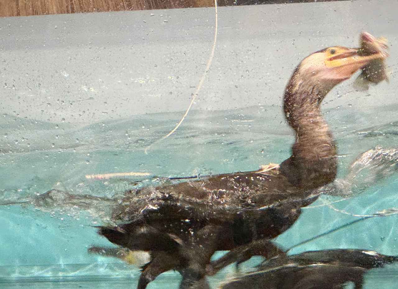 画像5: 雨の日も楽しめる!長良川うかいミュージアムで鵜飼の文化を体験