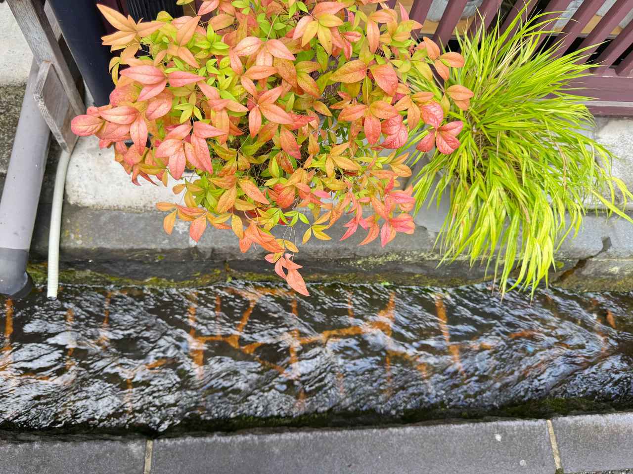 画像2: “奥美濃の小京都”郡上八幡城下町散歩と熱気あふれる「郡上おどり」体験