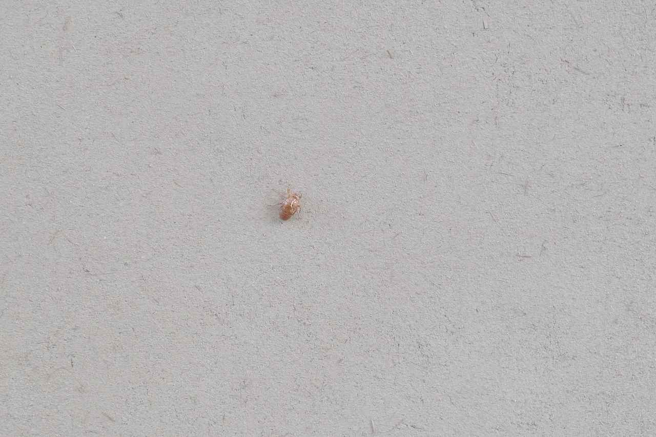 画像4: 滞在コンセプトは「根と土と」