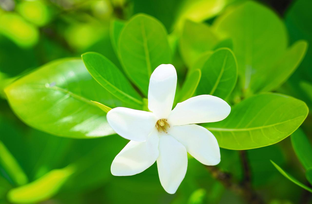 画像: 本国フランスで人気No.1の香りアイテム「Monoï (モノイ)」シリーズ