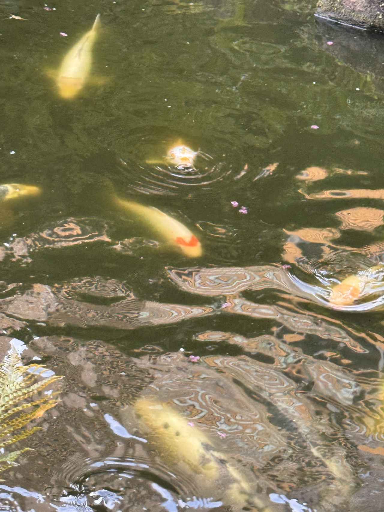 画像: ハート模様の鯉を発見!