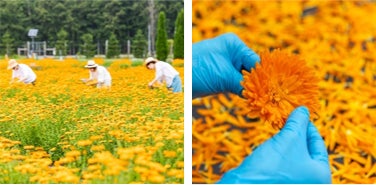 画像: 有機栽培したカレンデュラの花びらだけを使ったオリジナル原料を使用。苗植えから花びらの取り分けまでほぼ手作業で丁寧に行っています。