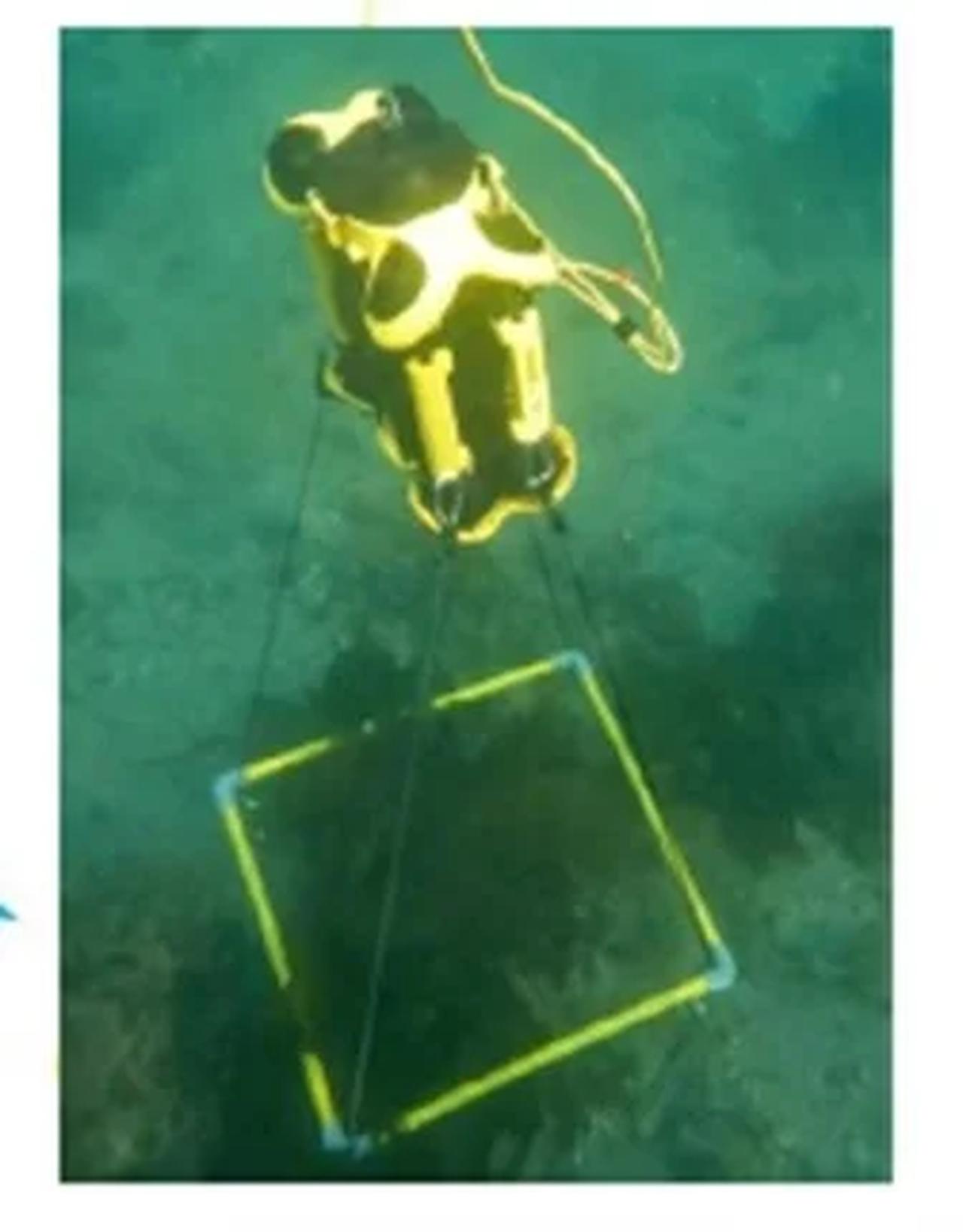 画像1: “海の森”を守る新しい一歩♡勝浦市で藻場保全活動がスタート!新ご当地グルメ「勝浦ブルーバーガー」10月1日発売開始!