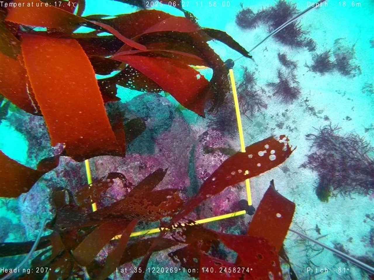 画像: 藻場調査イメージ