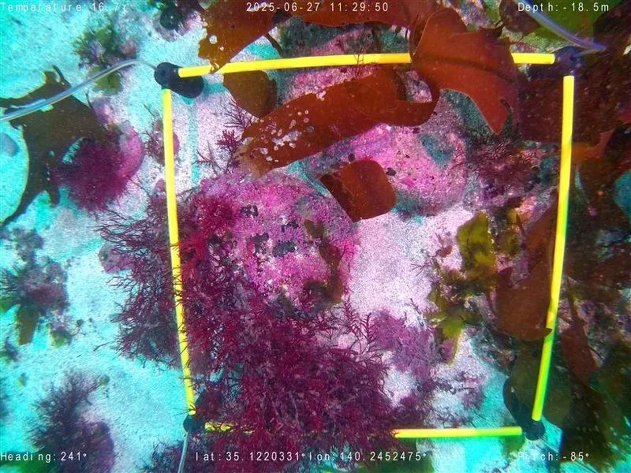 画像2: “海の森”を守る新しい一歩♡勝浦市で藻場保全活動がスタート!新ご当地グルメ「勝浦ブルーバーガー」10月1日発売開始!