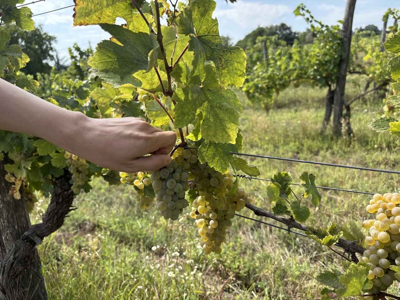 画像6: 研修旅行「ブダフォク-パノンハルマ-ショプロン-エチェク」