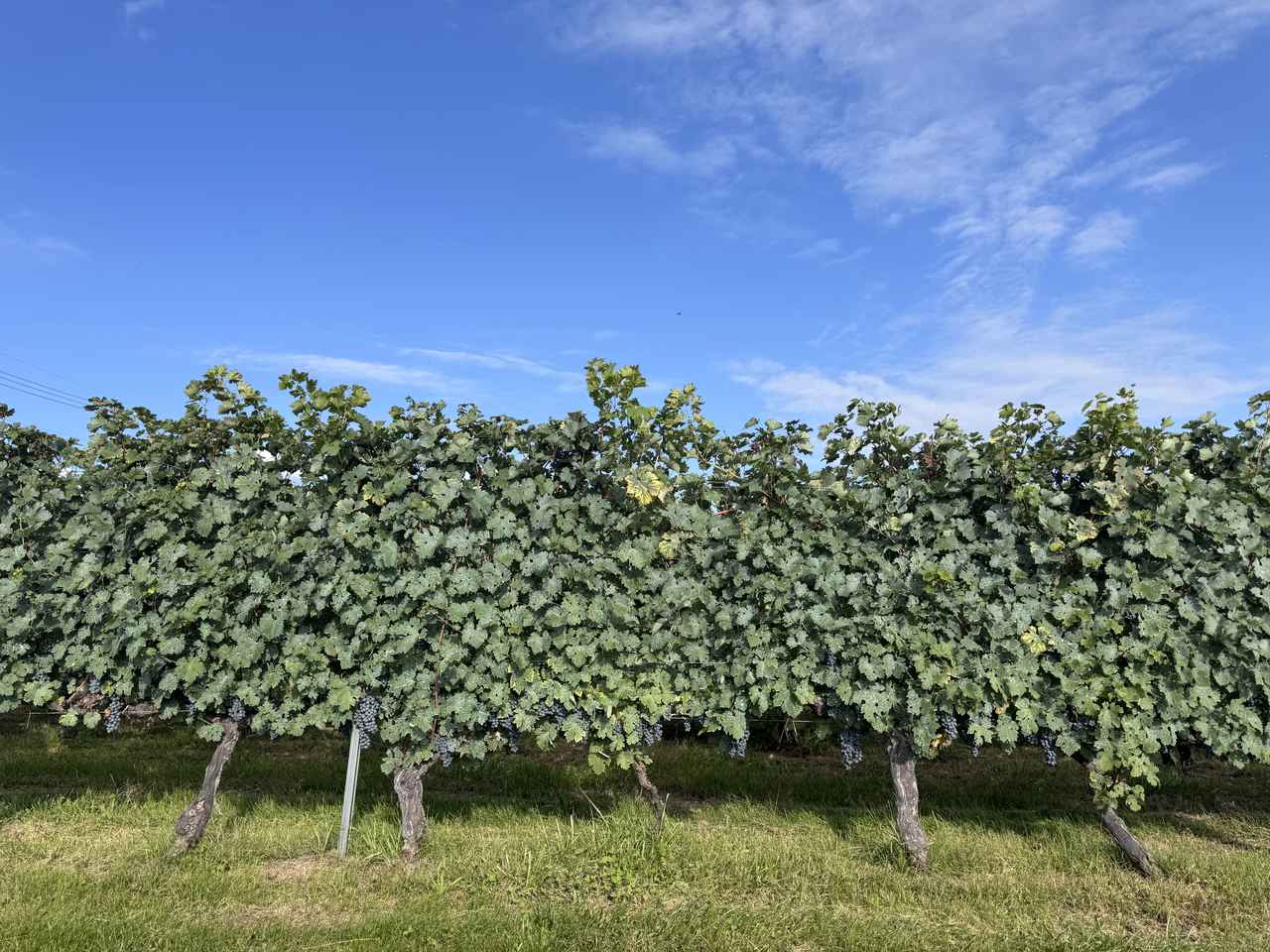 画像4: 発酵でととのう♪軽井沢の癒し旅♡軽井沢マリオットホテル「Fermenting Peace Stay」