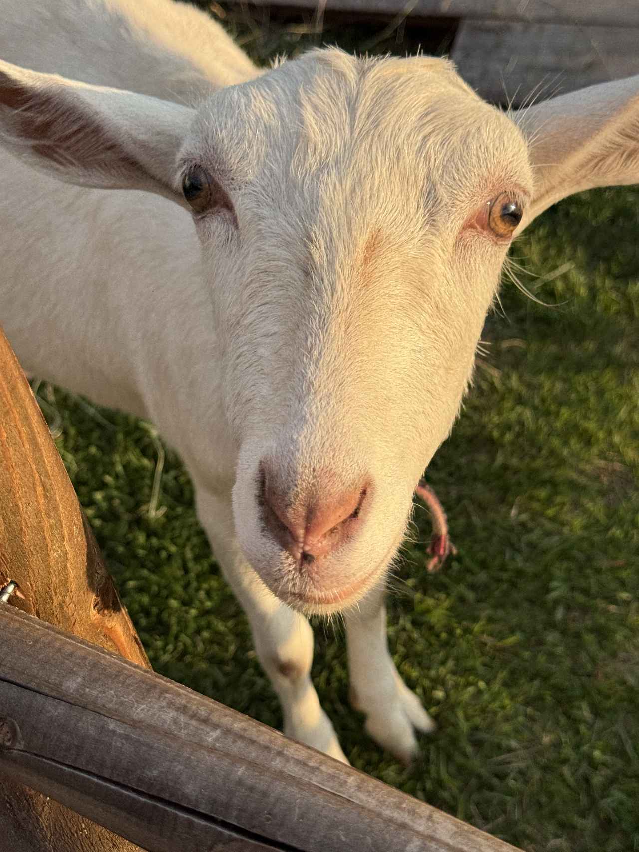 画像9: 発酵でととのう♪軽井沢の癒し旅♡軽井沢マリオットホテル「Fermenting Peace Stay」