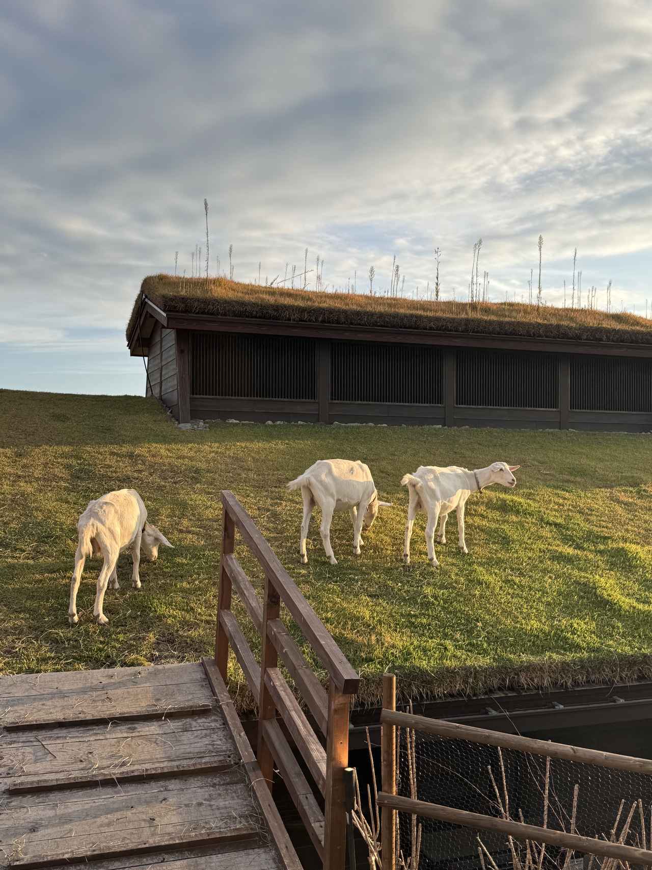 画像8: 発酵でととのう♪軽井沢の癒し旅♡軽井沢マリオットホテル「Fermenting Peace Stay」