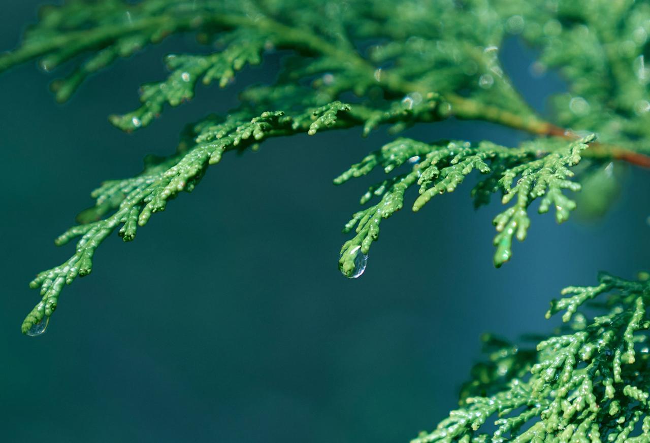 画像2: 森林浴気分で、肌も心も深呼吸♡BOTANIST「泡ボディーソープ」がリニューアル新発売