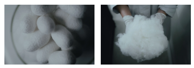 画像1: 幻の国産繭から抽出した、贅沢なシルクエキス