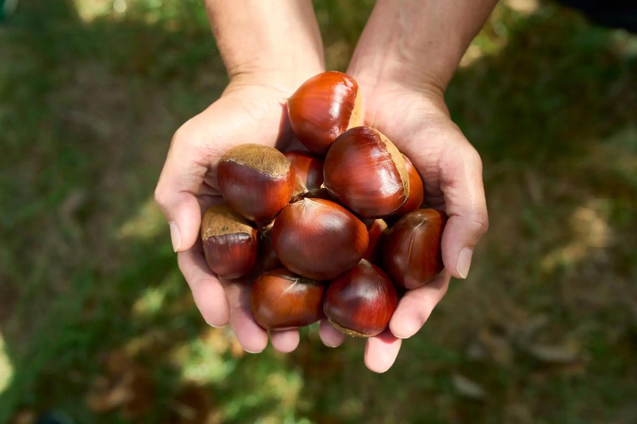 画像: さとい栗