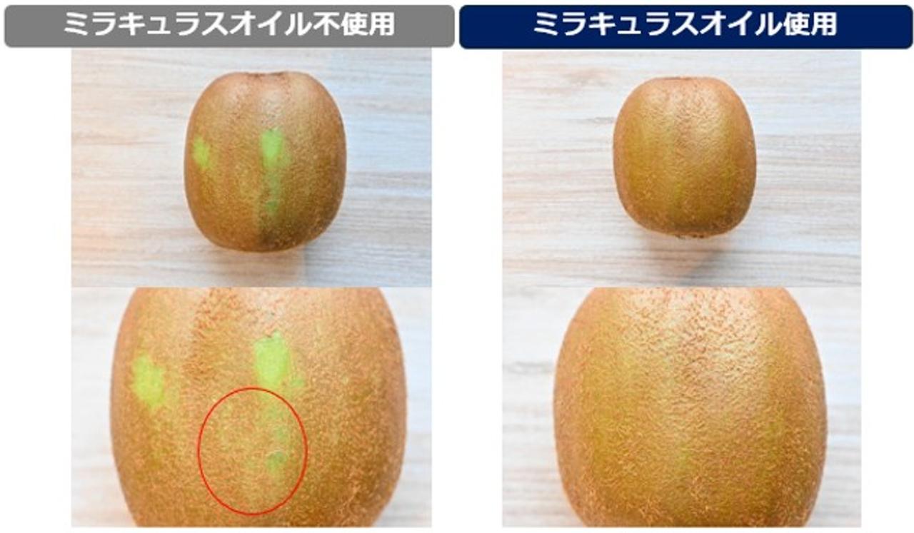 画像: 社内にてミラキュラスオイルを使用した実験を実施。ミラキュラスオイルを使用してキウイの剃毛ができるのか？