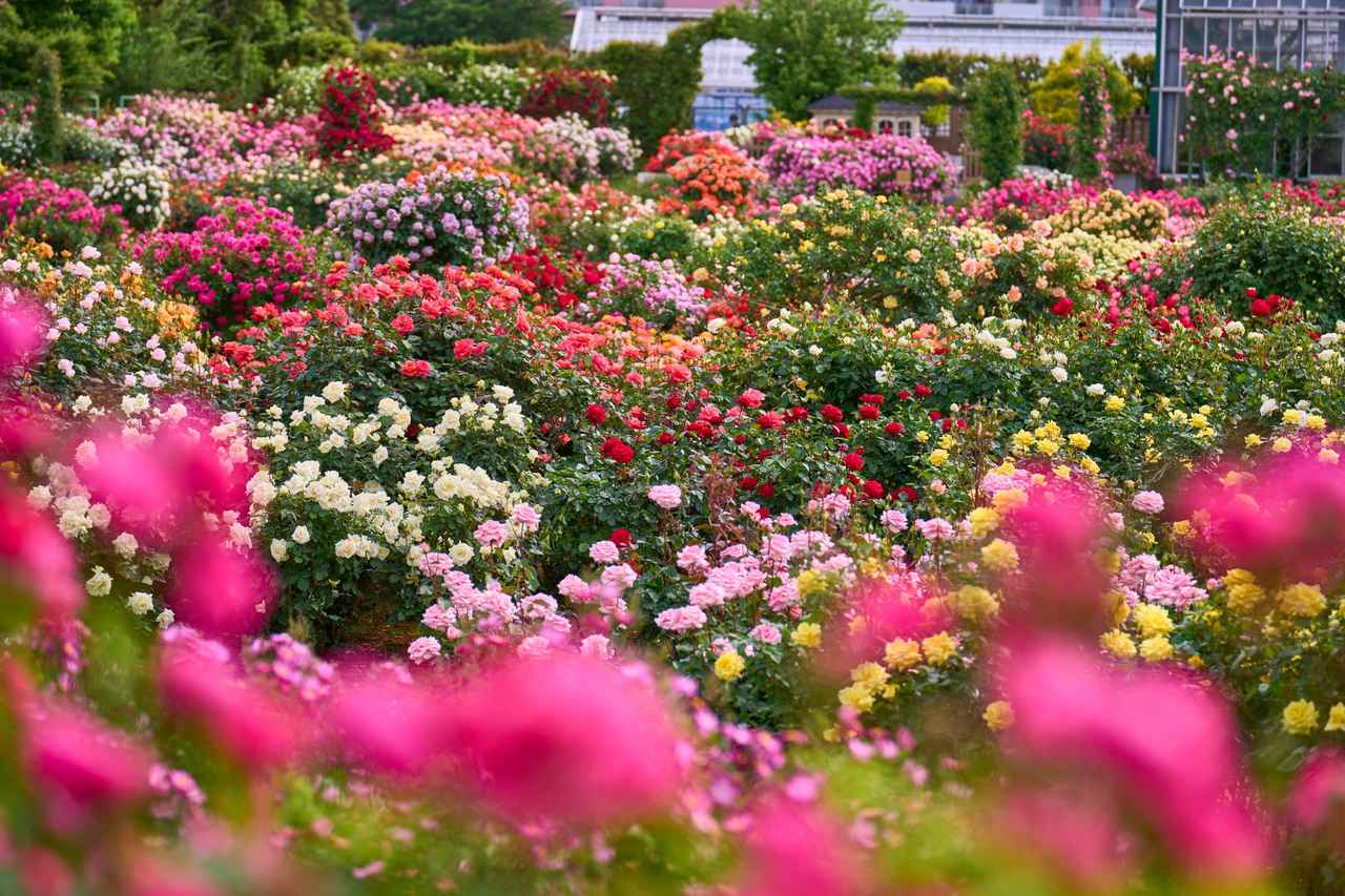 画像: 香りの秋到来!京成バラ園でハロウィン満喫