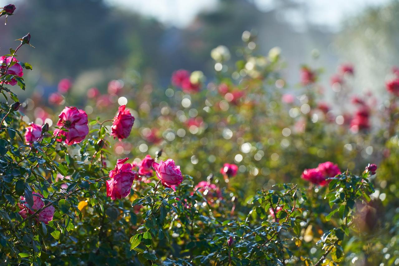 画像: 2 リラックスバケーション:秋バラと新エリア