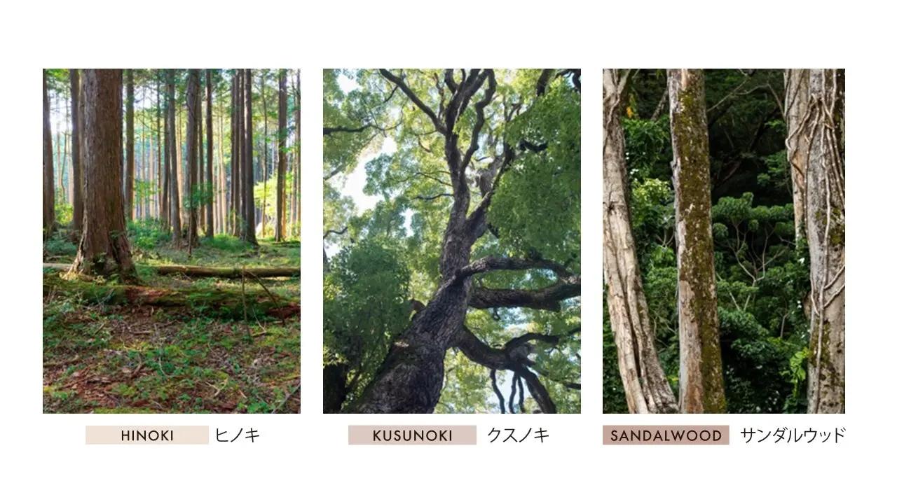 画像2: 木の香りがもたらす、深呼吸のようなひととき
