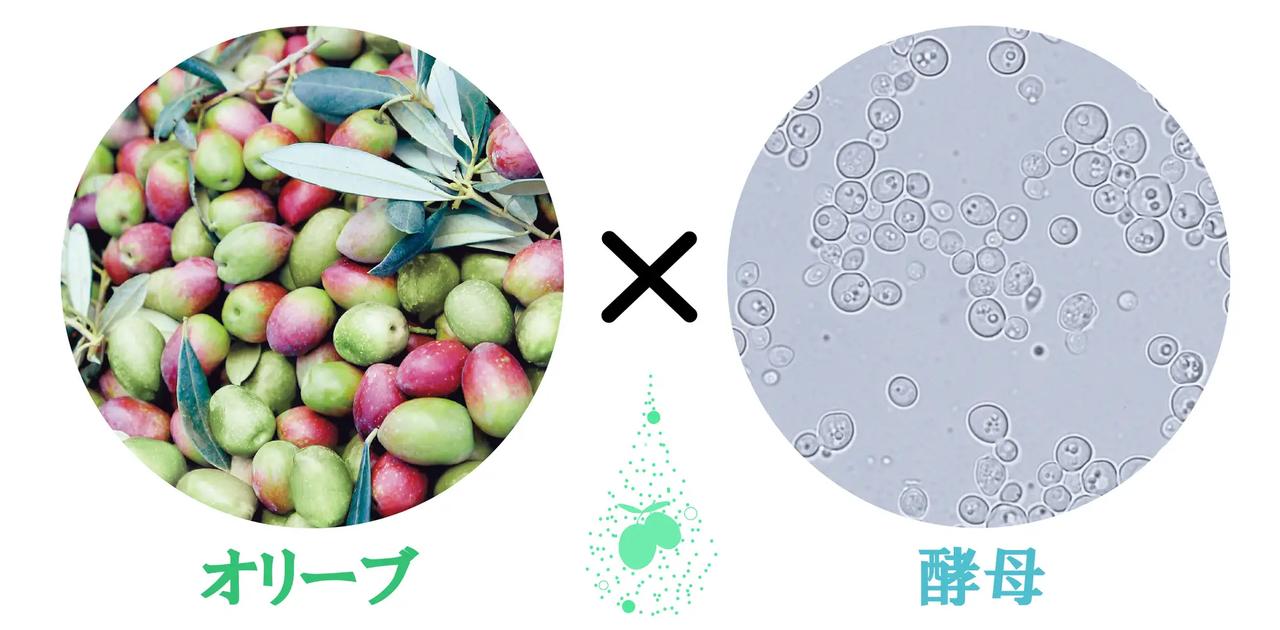画像: 「オリーブ発酵液※1」配合の3商品について