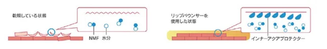 画像: うるおいの膜をつくり長時間保湿⋯インナーアクアプロテクター※1 インナーアクアプロテクター※1は、角質層にぐんぐん浸透し、うるおいを与え、乾燥による皮むけ・あれから唇を守ります。しっかり守られた唇はしっとりリッチにうるおいます。