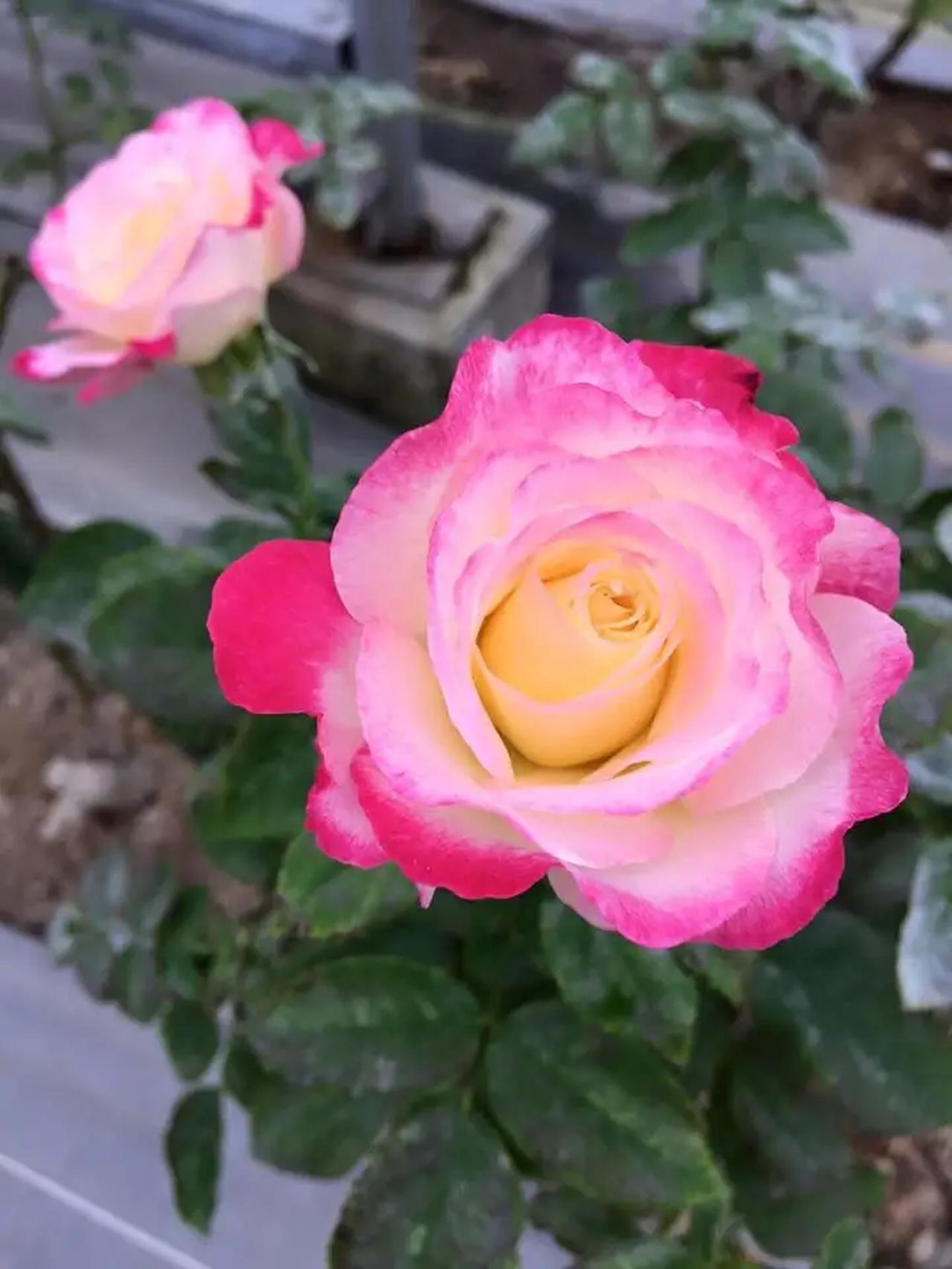 画像2: 朝摘みローズの恵みを一滴に♡ナリス化粧品から「飲む美容液」誕生