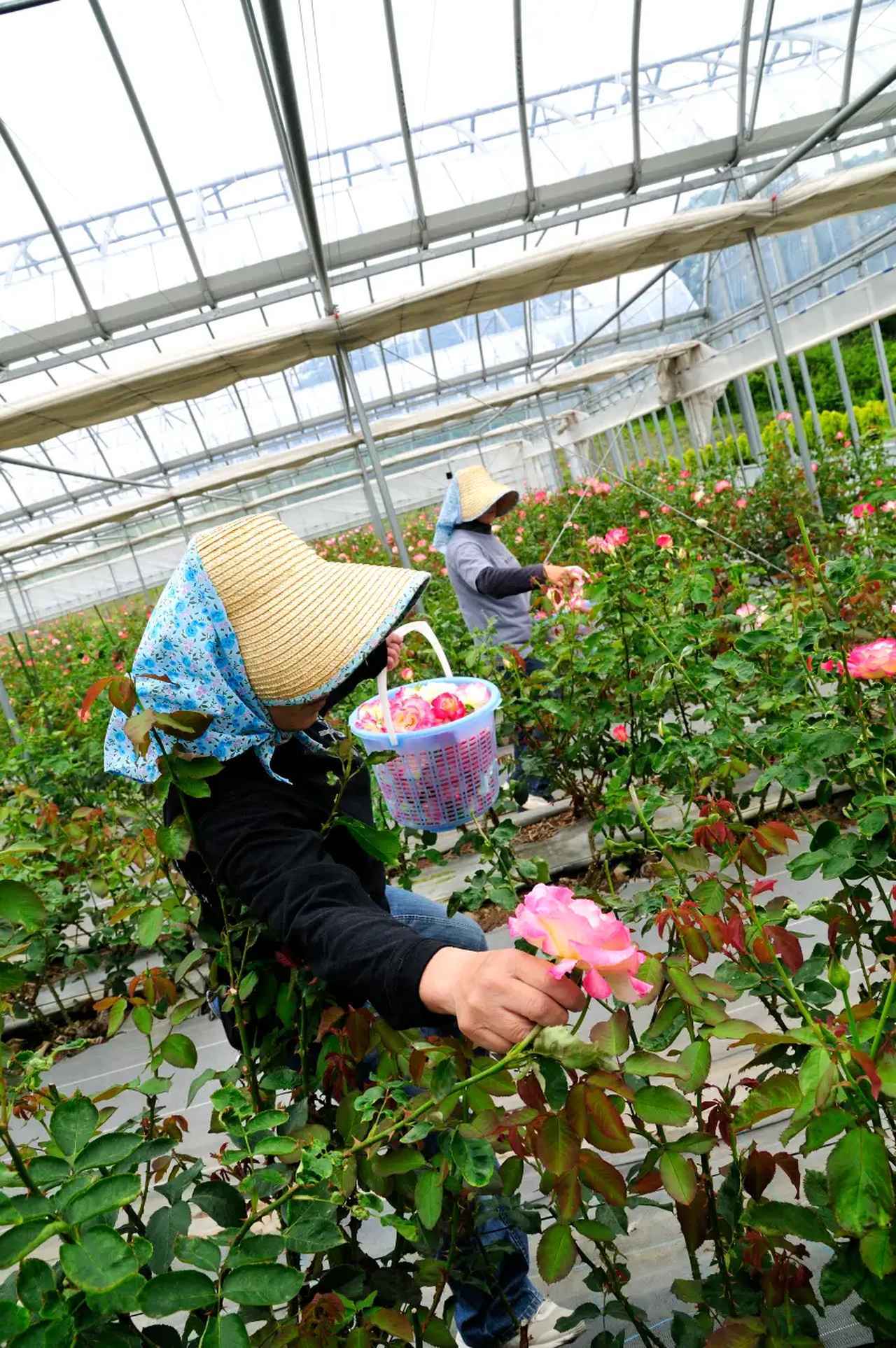 画像: 手摘みの様子