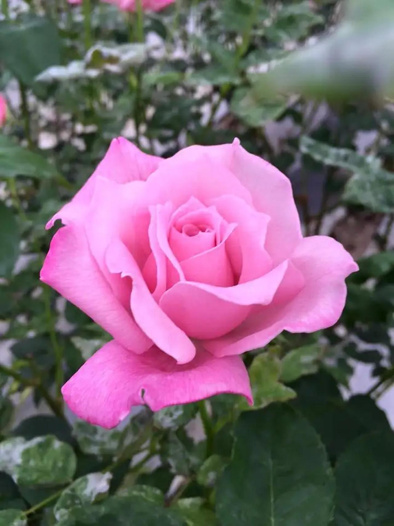 画像1: 朝摘みローズの恵みを一滴に♡ナリス化粧品から「飲む美容液」誕生