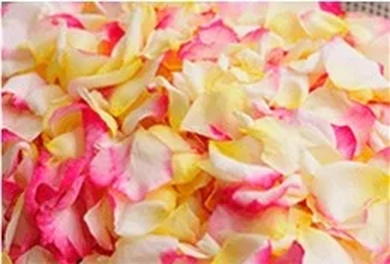 画像: ダブルデライト