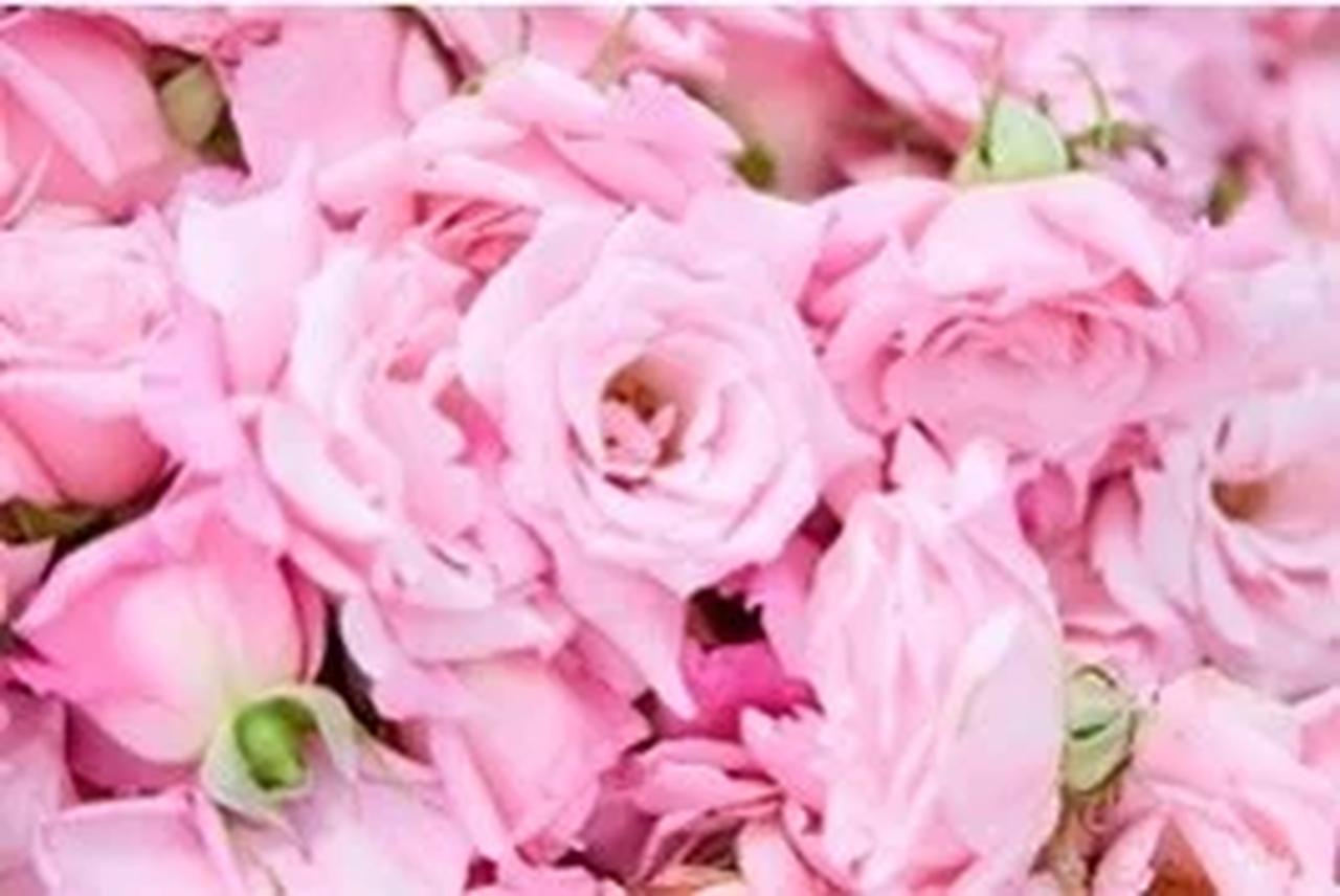 画像: レディラック