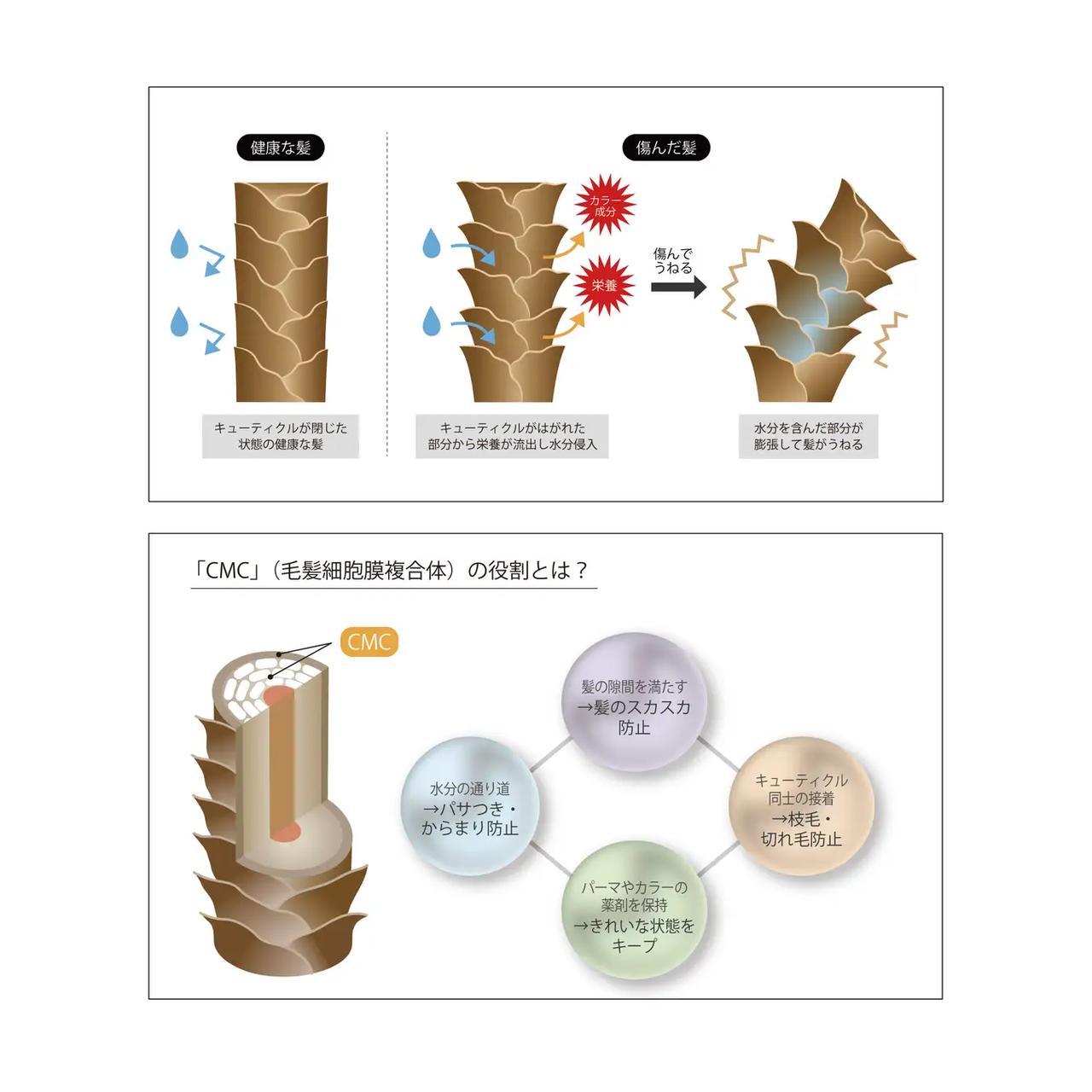 画像: 髪の“CMC”に着目した、芯から整えるケア