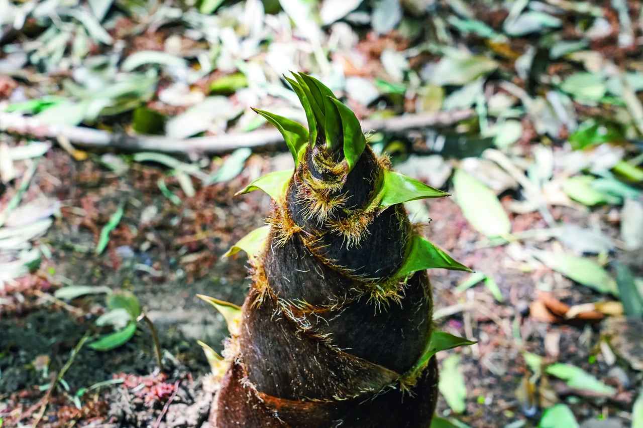 画像1: 738種類もの成分をバランスよく含む独自開発成分「黒米発酵液*⁴」