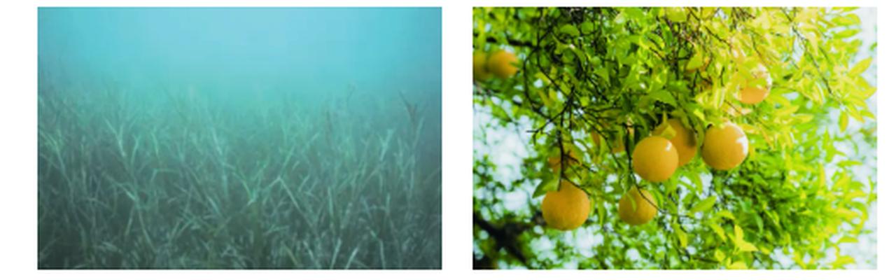 画像2: 738種類もの成分をバランスよく含む独自開発成分「黒米発酵液*⁴」