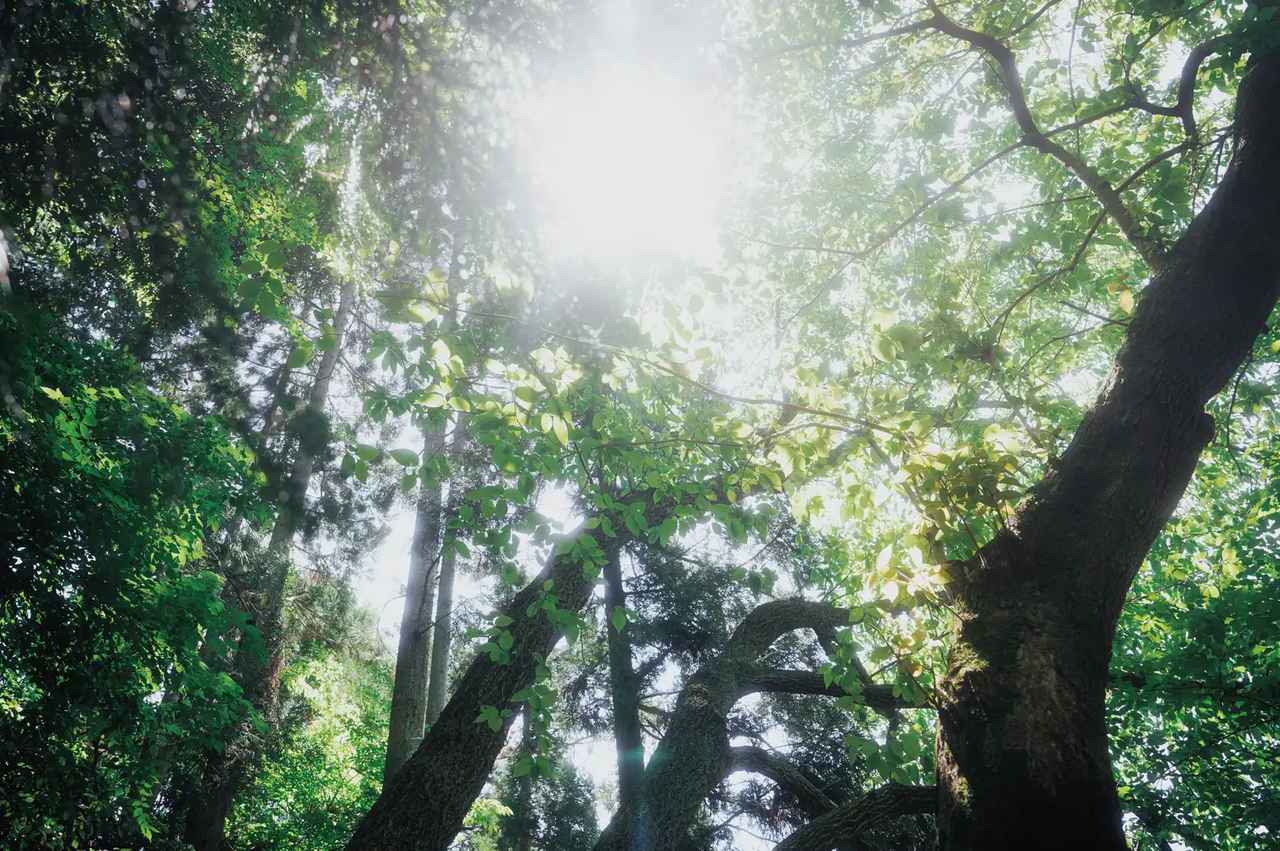 画像1: 発酵の力で、目元に“和”の美しさを