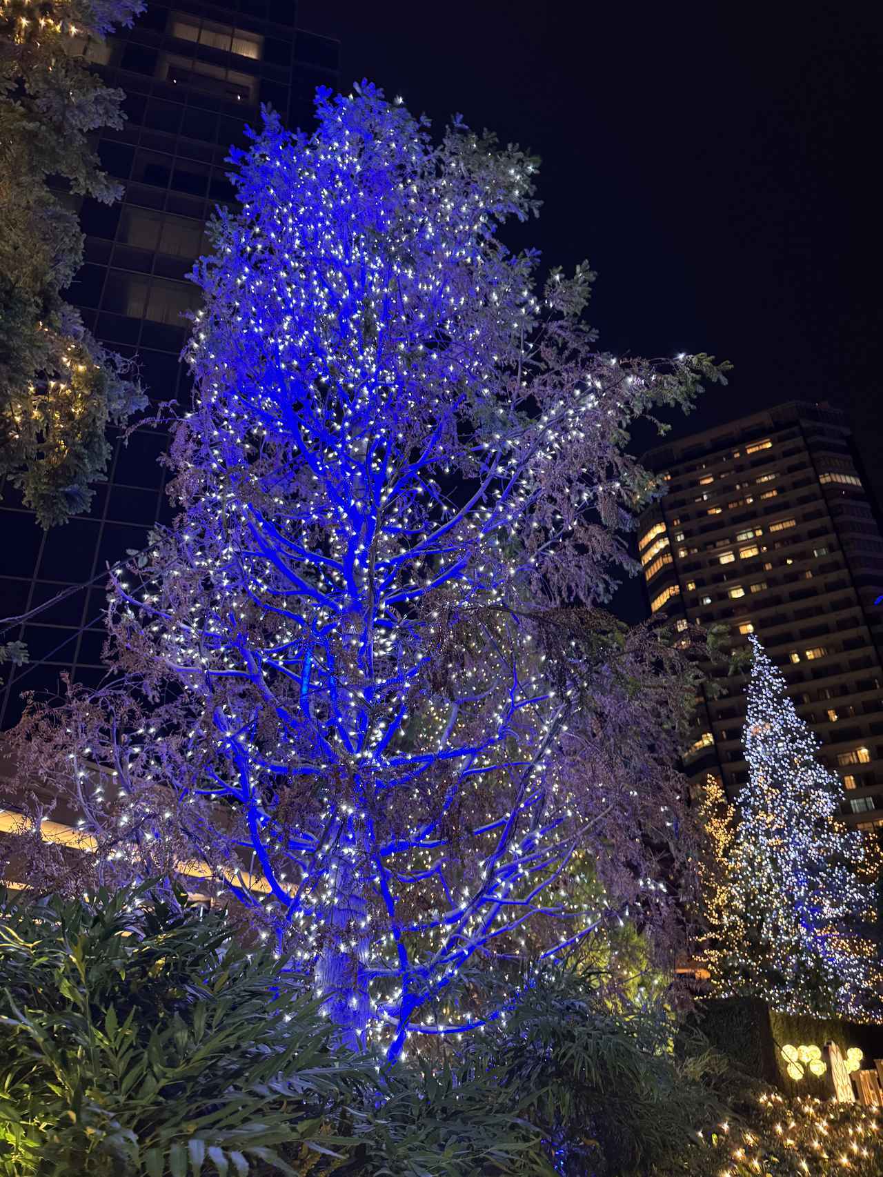 画像14: 「ザ・カハラ・ホテル＆リゾート 横浜」で過ごす甘美なクリスマスの午後♡「クリスマスアフタヌーンティー」が期間限定で登場