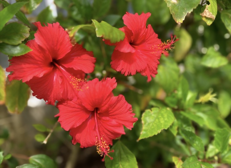 画像: いたるところに南国フラワー❤︎