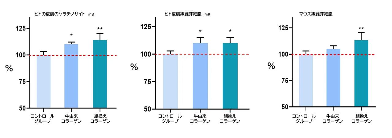 画像: ※8 皮膚の表皮の大部分を占める細胞で、角化という過程を経て角質層を形成し、肌のバリア機能に重要な役割を果たします。基底層で生まれたばかりの細胞が有棘層、顆粒層と分化・変化しながら角質層へ移動し、最終的に核を失い垢(アカ)として剥がれ落ちる、という皮膚の「ターンオーバー」の中核を担う細胞です。 ※9 皮膚の真皮層に存在し、肌のハリや弾力、潤いを保つコラーゲン、エラスチン、ヒアルロン酸などを生成する細胞です。紫外線や加齢などによって減少すると肌のハリや潤いが失われ、シワやたるみの原因になります。この線維芽細胞を増やし活性化させる「肌再生医療」が注目されており、ご自身の皮膚から採取・培養した線維芽細胞を肌に移植する施術があります。