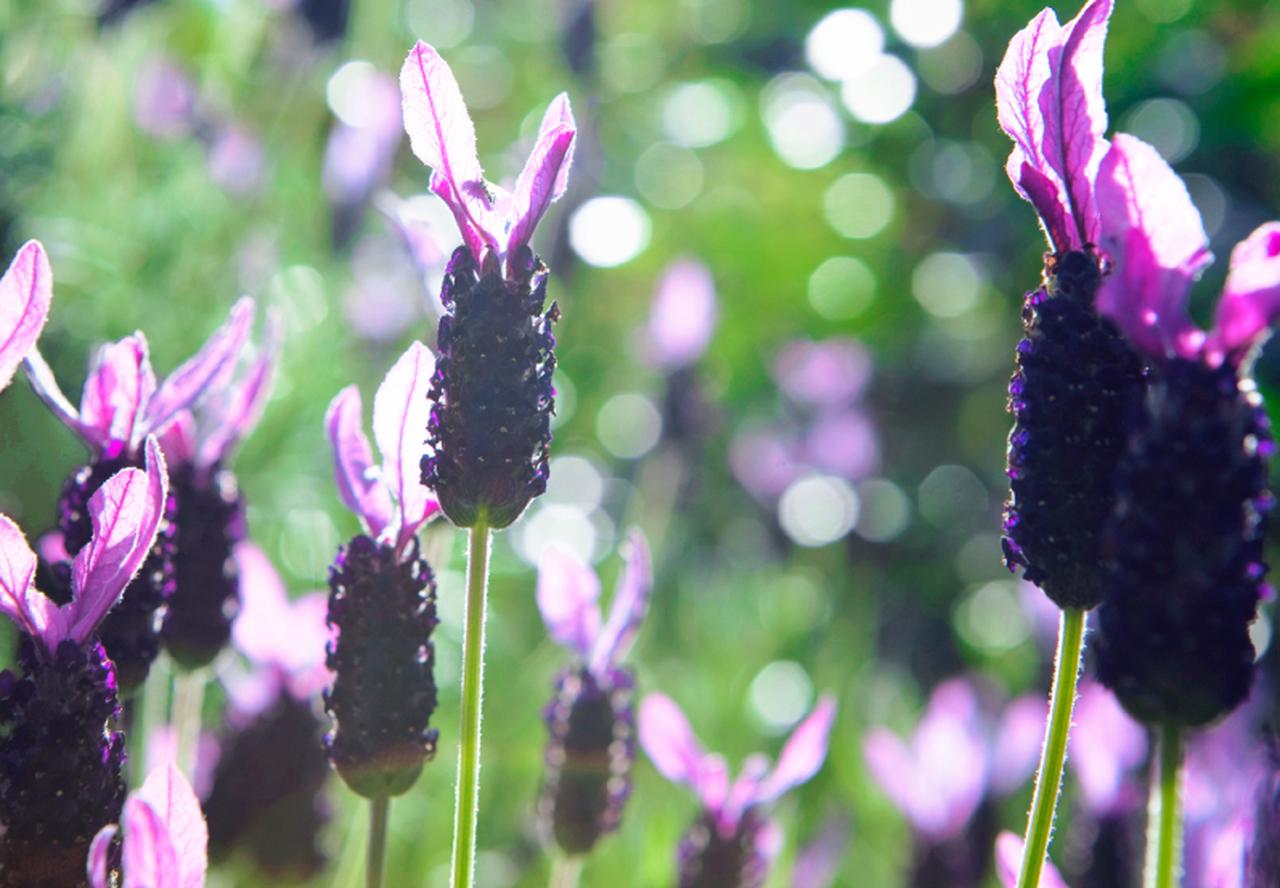 画像: ⚫︎ラベンダー