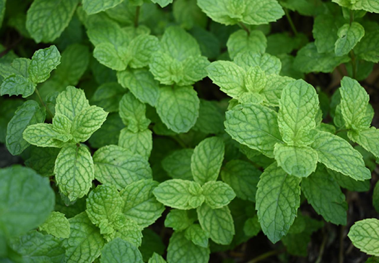 画像: ⚫︎セイヨウハッカ