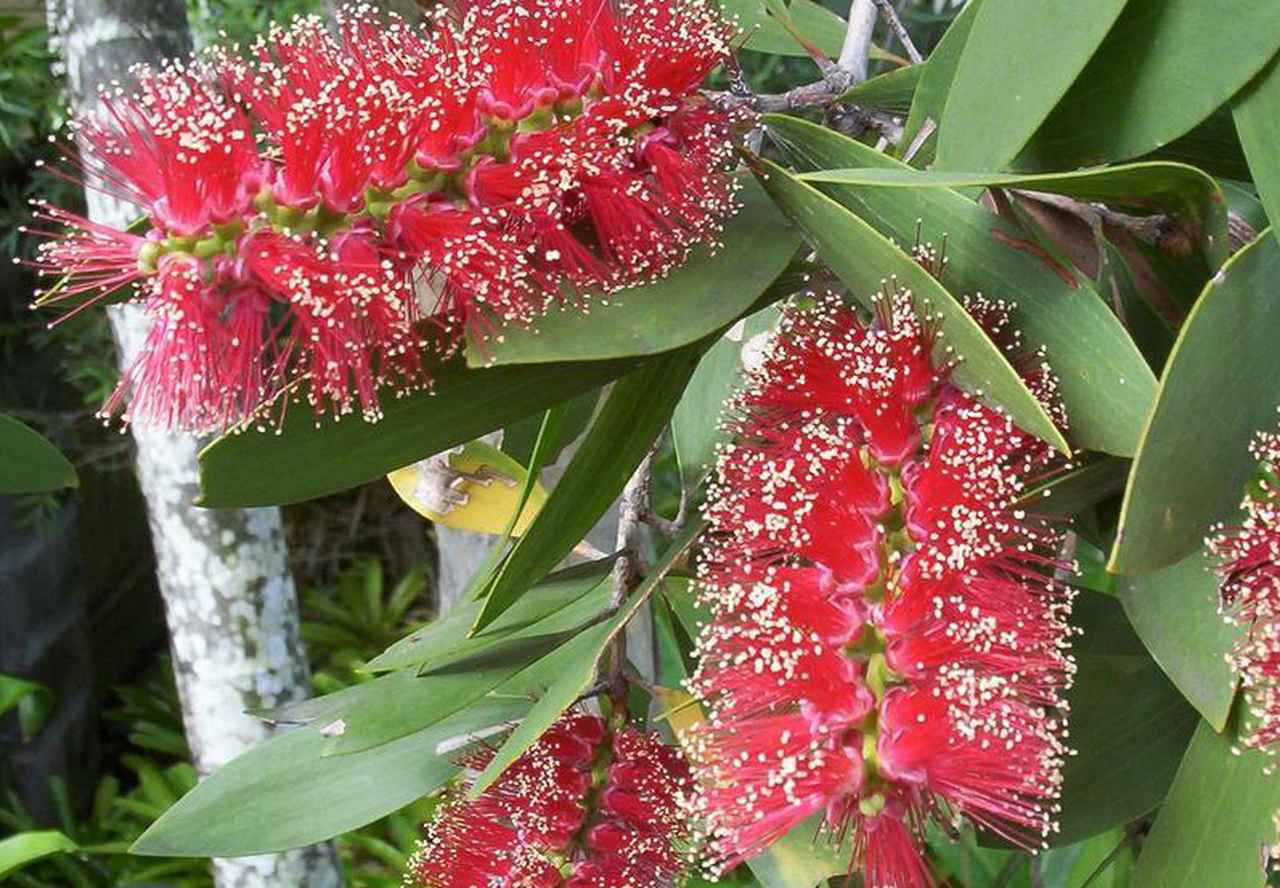 画像: ⚫︎ニアウリ