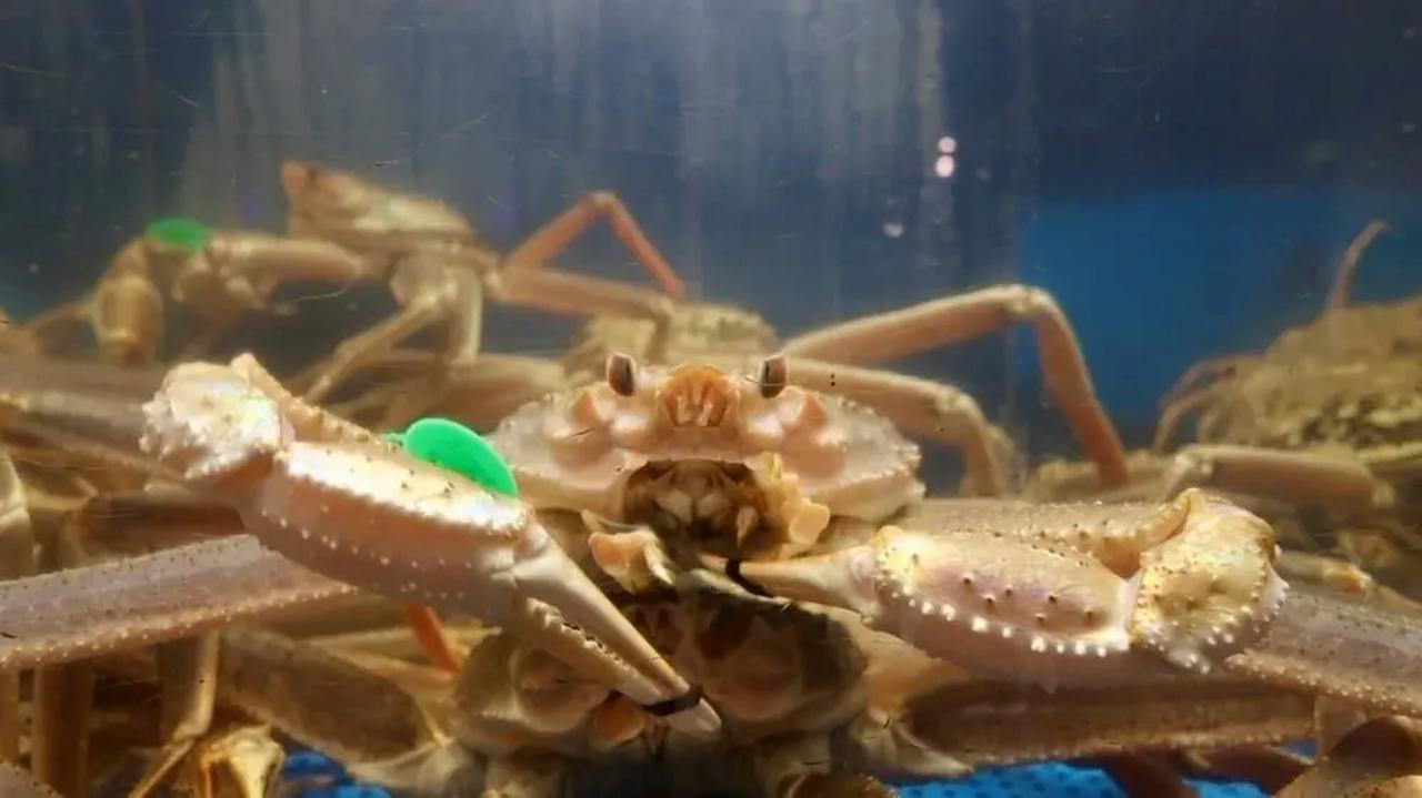 画像: ■“生きたカニを自分で選ぶ” 冬季限定のマルシェ体験