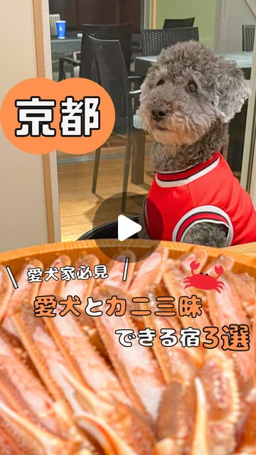 画像: Marinetopia Resort/マリントピアリゾート【公式】 on Instagram: "◀@marinetopia__resort⁡ご予約・お部屋の詳細はプロフィールのリンクからチェック！ 【愛犬家さんは「」とコメントしてね】 "うちの子"と行く、ご褒美カニ旅行！ 「カニ旅行に行きたい…」 「でも、"うちの子"をお留守番させるのは嫌！」 そんな、わんちゃんも自分も"我慢したくない"飼い主さんに贈る、最高の冬旅プランができました✨ 「カニマルシェ」プランなら、わんちゃんOKのプライベートヴィラで贅沢なカニ料理を堪能できます！ 今回ご紹介した施設はこちら （※わんちゃんOKのお部屋を予約してね） ①ドッグスパリゾート京都 プライベートドッグラン完備！ 思いっきり遊んだあとはお部屋でカニ三昧 ②マリントピア・ザ・スイート プライベートプール付きのお部屋も！ 広いドッグランで走り回ったあとはお部屋でカニ三昧 ③瑠璃浜 天然温泉が楽しめるヴィラも！ 飼い主さんも愛犬も、心からリフレッシュしながらお部屋でカニ三昧 POINT ￣￣￣￣￣￣ ✅好きなカニを選んでお部屋食 ✅完全プライベート空間 ✅専用ドッグラン＆犬用アメニティ完備 「うちの子」が隣でくつろぐ姿を見ながら、ゆっくりカニを味わう… そんな幸せな休日を過ごしませんか？ 詳細は「カニマルシェ」で検索 または、@marinetopia__resortのプロフィールリンクからチェック！ #マリントピアリゾート #犬と泊まる宿 #カニマルシェ #京都旅行 #愛犬と旅行"