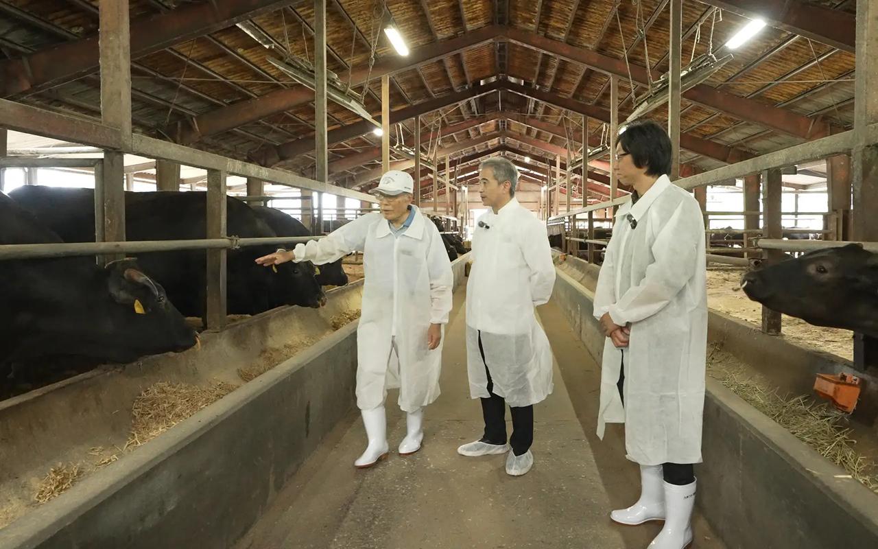 画像: スタッフが愛情を注いで育てている「四万十麦酒牛」