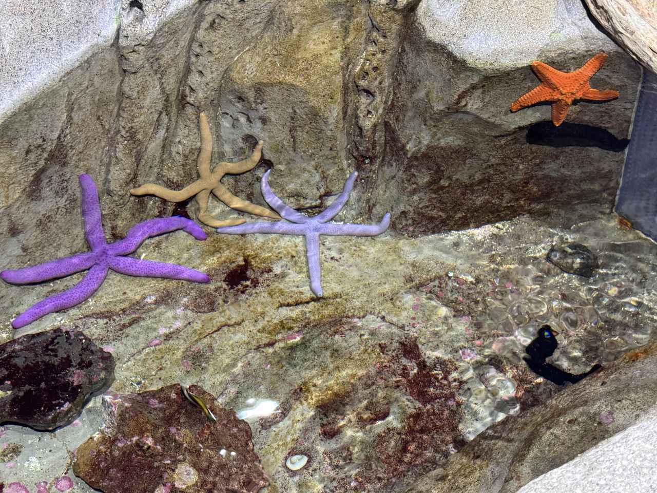 画像12: 朝ドラで話題♡知られざる西部の魅力をめぐる冬の高知旅「大人の土佐満喫ツアー」（後編）