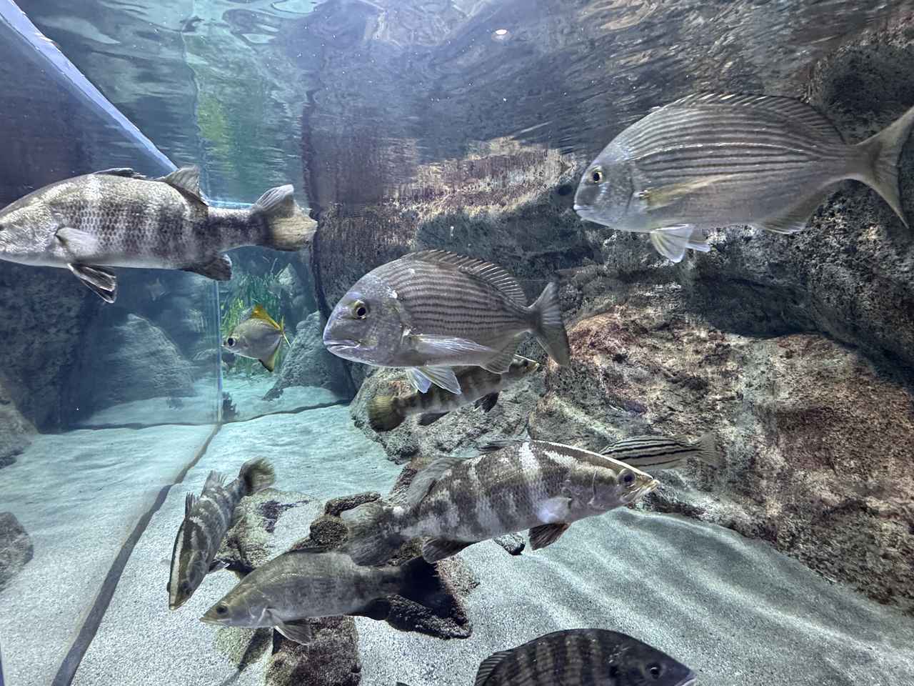 画像7: 朝ドラで話題♡知られざる西部の魅力をめぐる冬の高知旅「大人の土佐満喫ツアー」（後編）