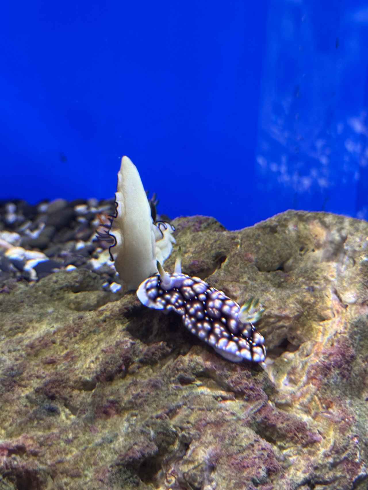 画像17: 朝ドラで話題♡知られざる西部の魅力をめぐる冬の高知旅「大人の土佐満喫ツアー」（後編）