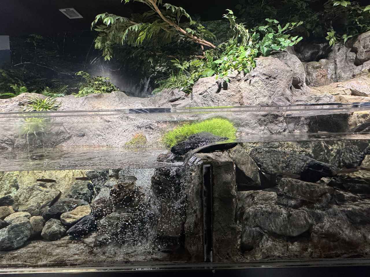 画像: あえて川の流れを再現することで魚が上流に移動していく様子もみることができます。