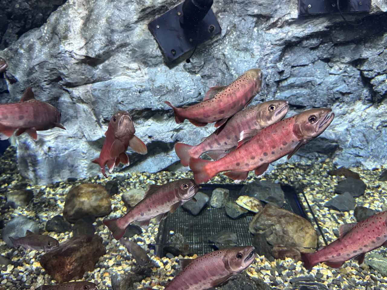 画像5: 朝ドラで話題♡知られざる西部の魅力をめぐる冬の高知旅「大人の土佐満喫ツアー」（後編）