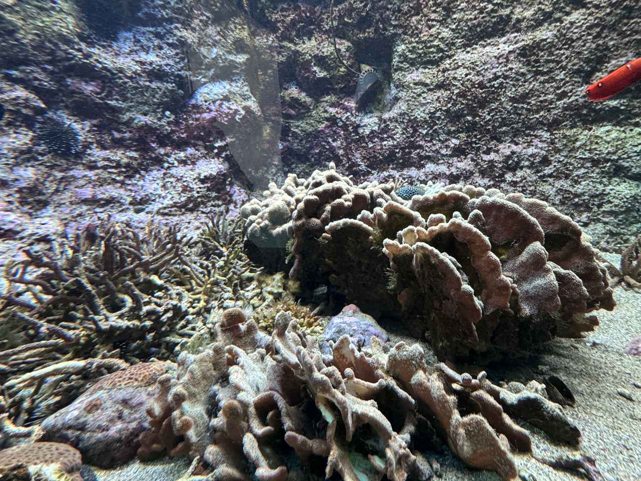 画像10: 朝ドラで話題♡知られざる西部の魅力をめぐる冬の高知旅「大人の土佐満喫ツアー」（後編）