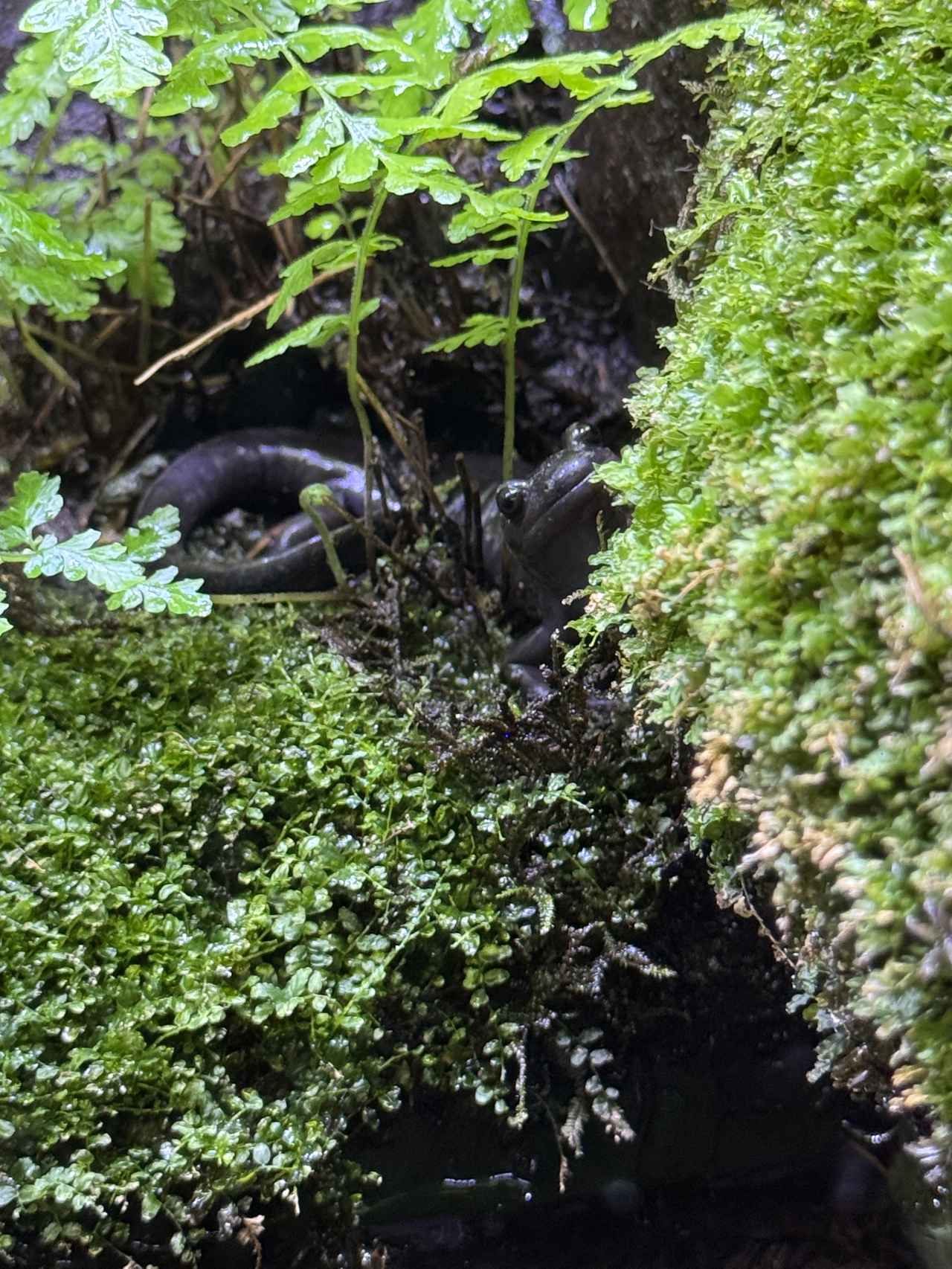 画像: トサシミズサンショウウオ