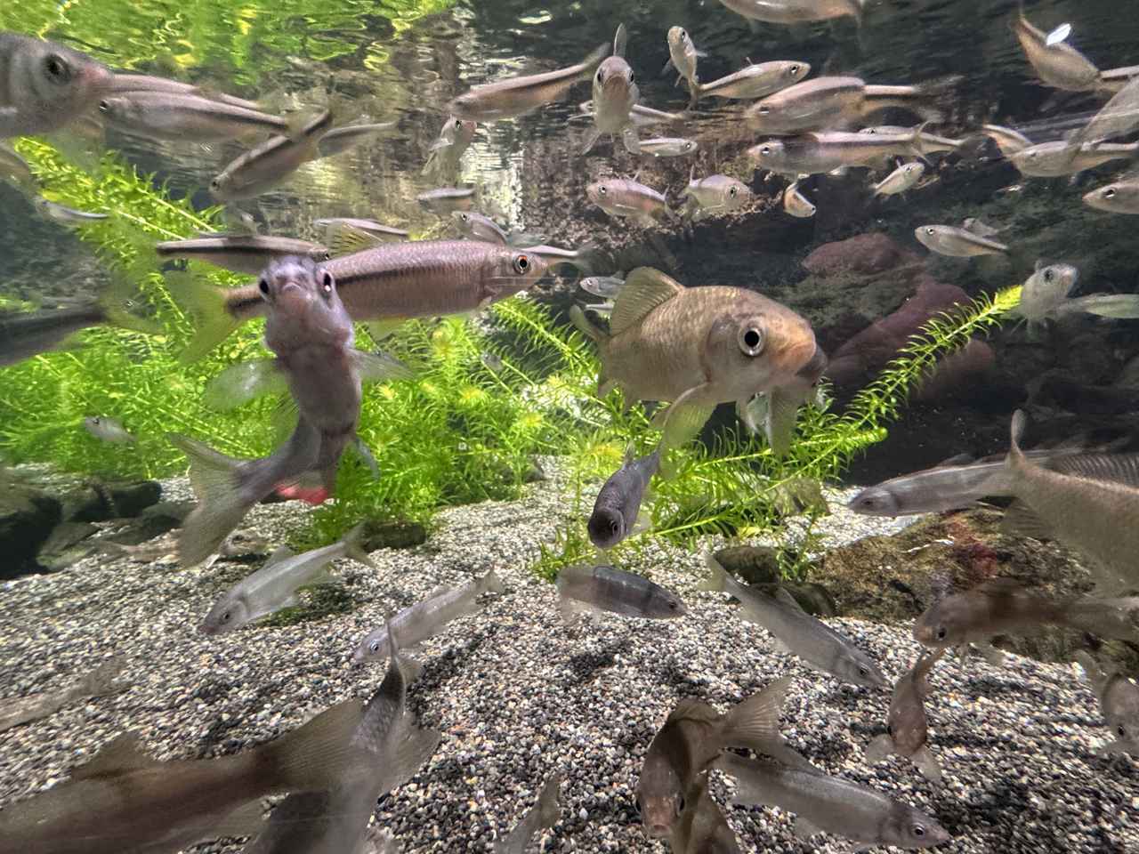 画像6: 朝ドラで話題♡知られざる西部の魅力をめぐる冬の高知旅「大人の土佐満喫ツアー」（後編）