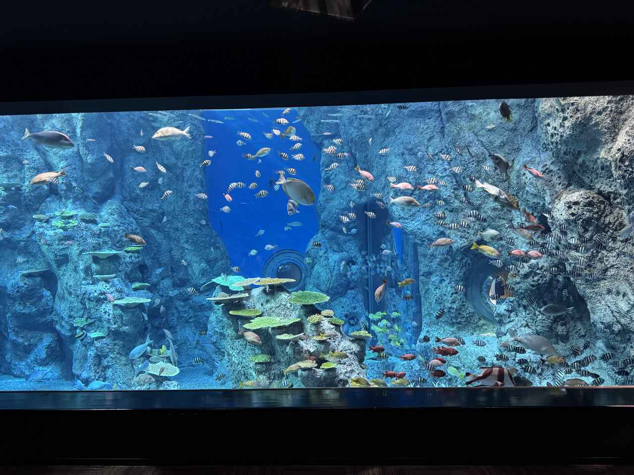 画像15: 朝ドラで話題♡知られざる西部の魅力をめぐる冬の高知旅「大人の土佐満喫ツアー」（後編）